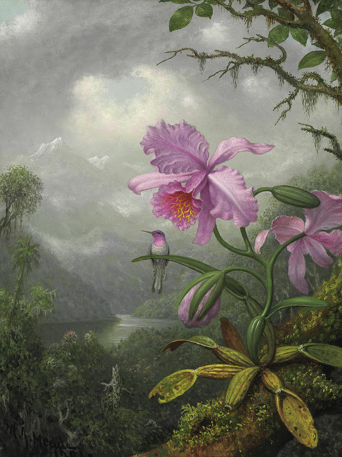 Hummingbird Perched on the Orchid Plant #6 Painting by Martin Johnson Heade