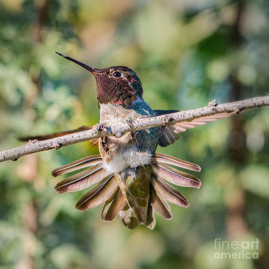 Hummingbird Pull-up #2 Photograph by Lisa Manifold