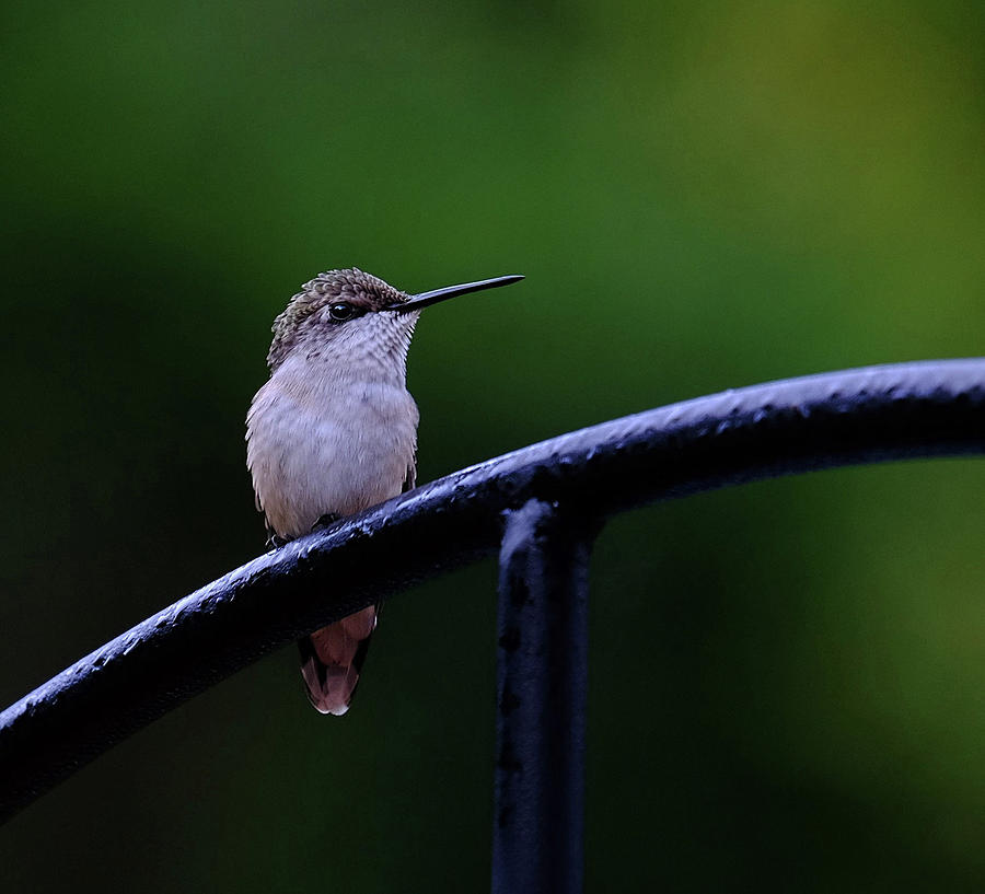 Young Hummingbird Photograph by Ronda Ryan