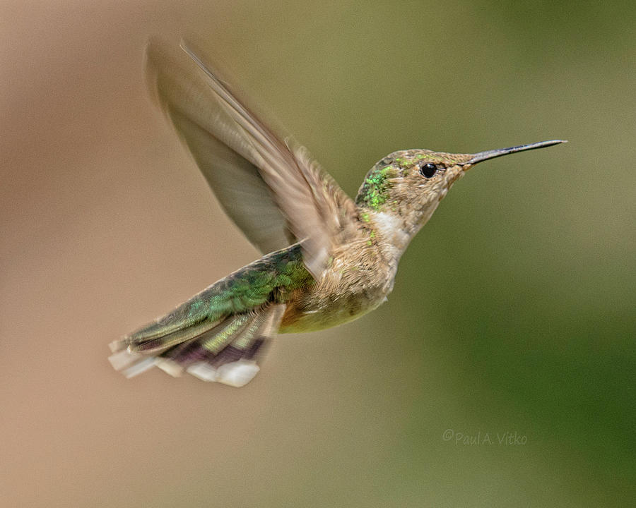 Hummingbird_07 #1 Photograph by Paul Vitko