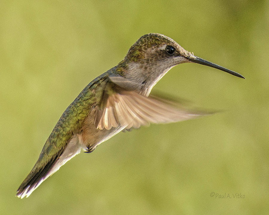 Hummingbird_08 #1 Photograph by Paul Vitko