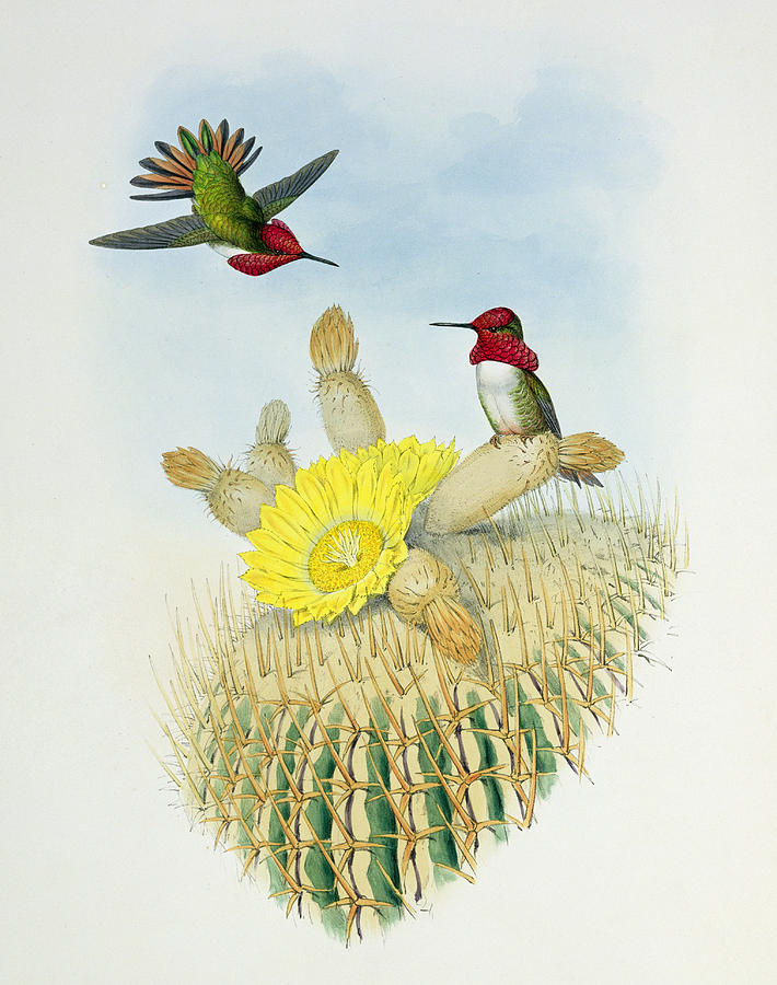 John Gould Painting - Hummingbirds by John Gould