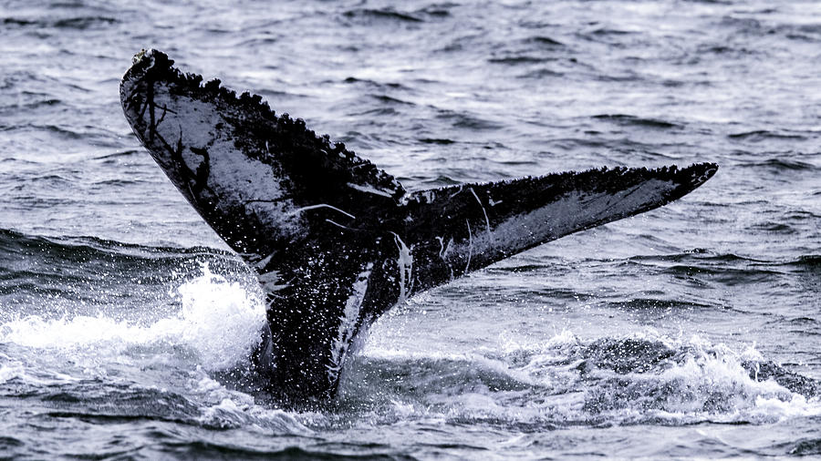 Nature Photograph - Humpback Fluke #2 by Pete Federico Nature Photograph - Humpback Fluke #2 by Pete Federico