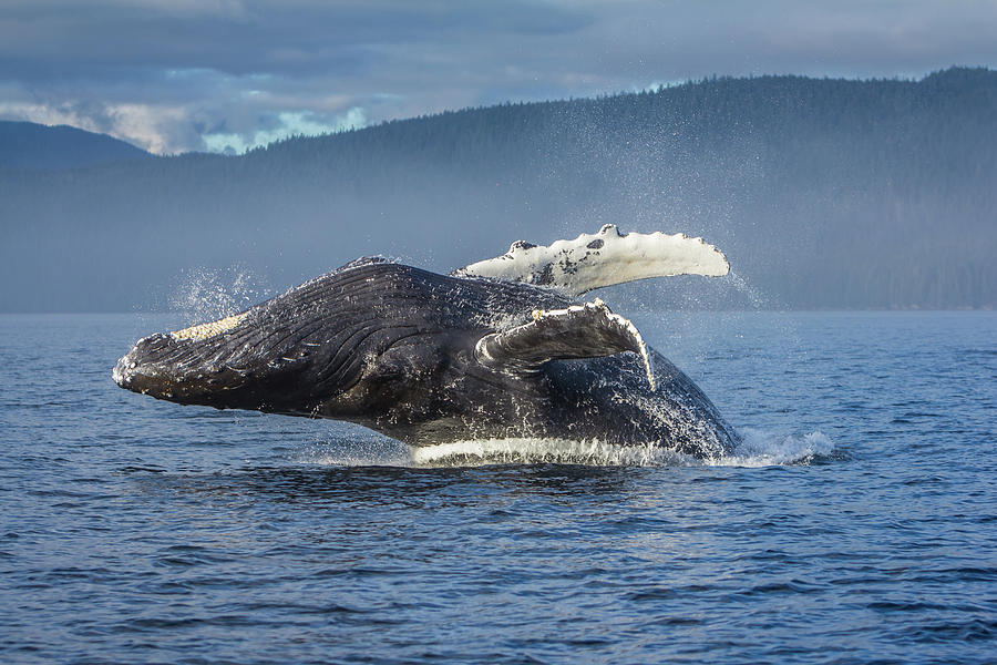 Humpback Whale breaching in Chatham Strait Photograph by Wild Montana ...