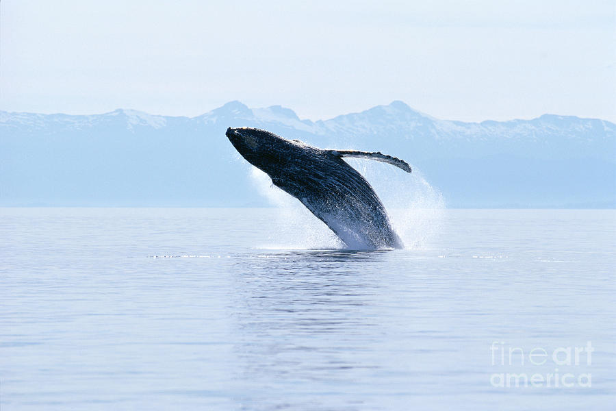 Active Photograph - Humpback Whale Breaching #1 by John Hyde - Printscapes