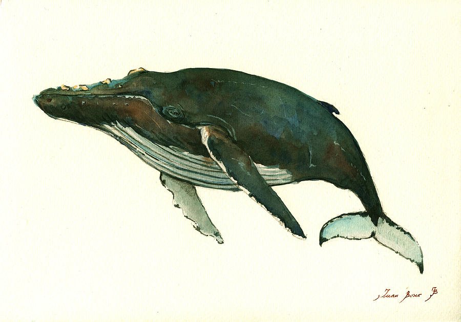 Blue Whale Watercolor Painting - Humpback whale  #1 by Juan  Bosco