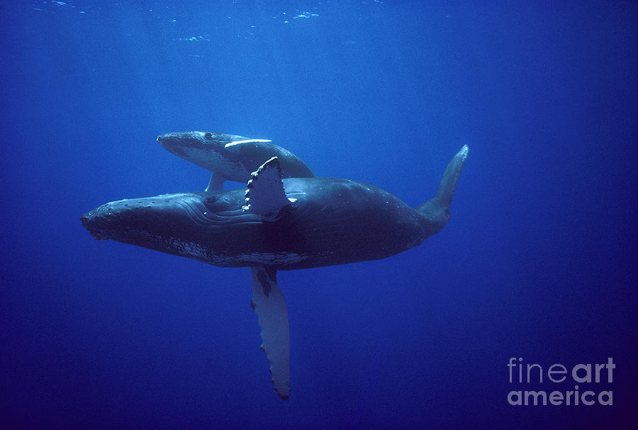 Mammal Photograph - Humpback Whale and Calf by Flip Nicklin