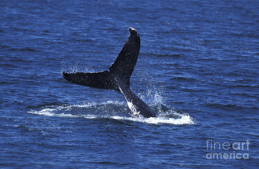 Humpback Whale Megaptera Novaeangliae #1 Photograph by Gerard Lacz