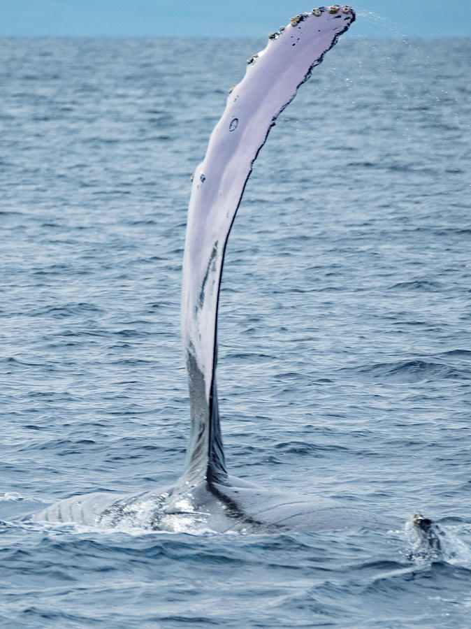 Humpback Whale Pectoral Fin #1 Photograph By Dan Leffel - Pixels