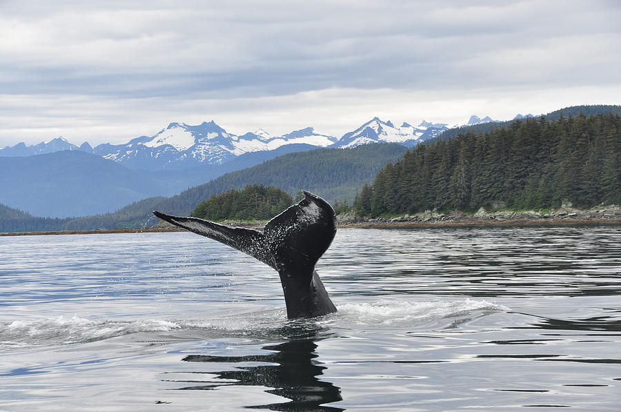 Humpback Whale Photograph by Steve Snyder - Fine Art America