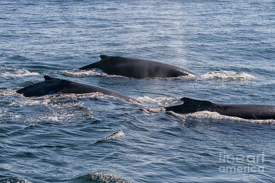 Humpback whales in ocean Photograph by Patricia Hofmeester