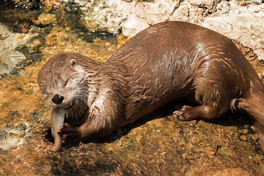 Hungry Otter #1 Photograph by Travis Rogers
