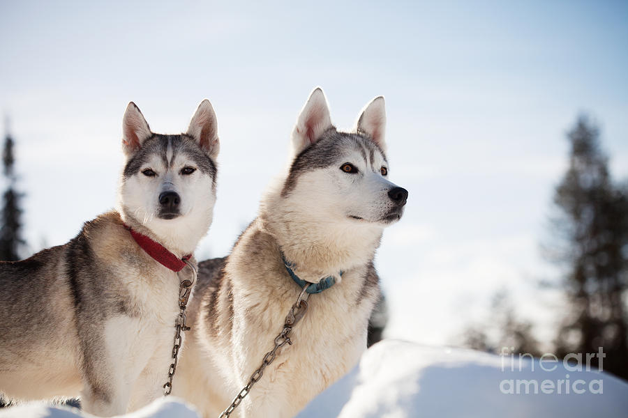Winter Photograph - Huskies #1 by Kati Finell