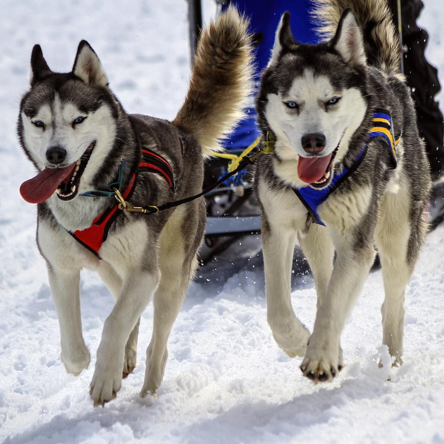 Husky sled dog team at work #2 Photograph by Elenarts - Elena Duvernay photo