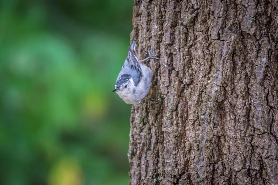 Huthatch bird  nut pecker in the wild on a tree #1 Photograph by Alex Grichenko