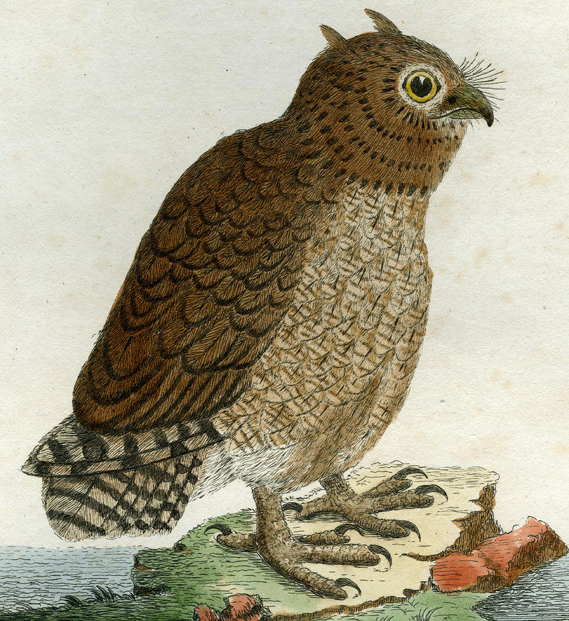 Owl Painting - Hutum Owl by John Latham