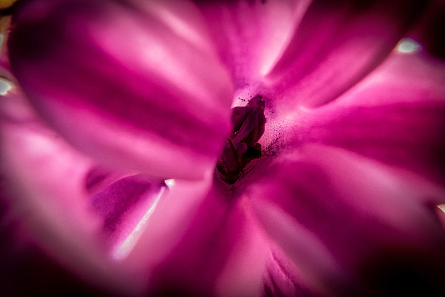 Hyacinth #1 Photograph by Jay Stockhaus