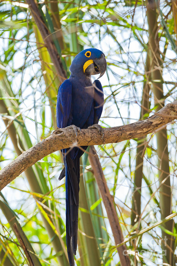 Hyacinth Macaw #1 Photograph by B.G. Thomson