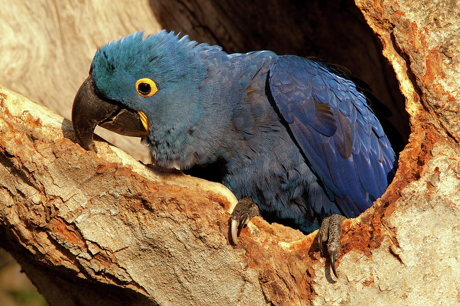 Hyacinth Macaw in Nest #1 Photograph by Aivar Mikko