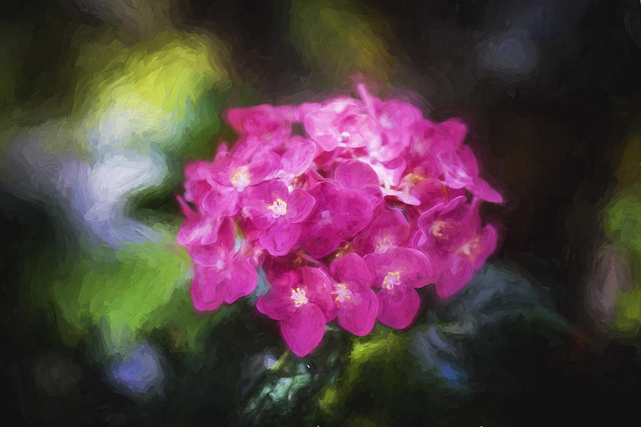 Hydrangea Macrophylla Painted #1 Photograph by Rich Franco