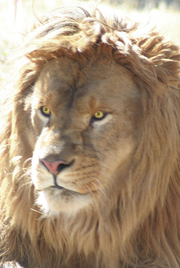 I AM .. the lion #1 Digital Art by Gary Baird