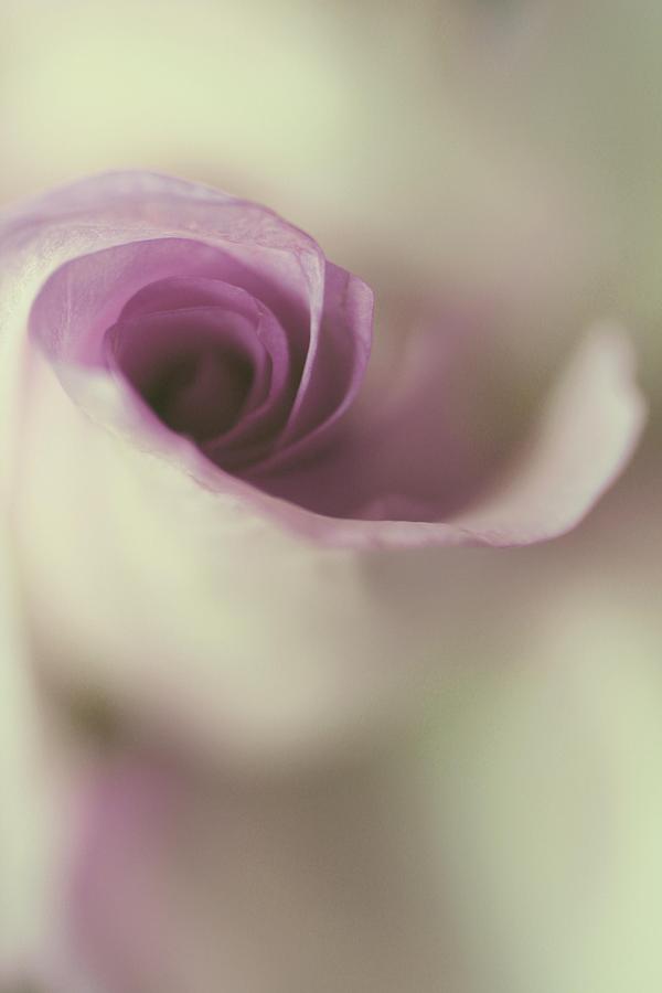 Rose Photograph - I Pray #1 by The Art Of Marilyn Ridoutt-Greene