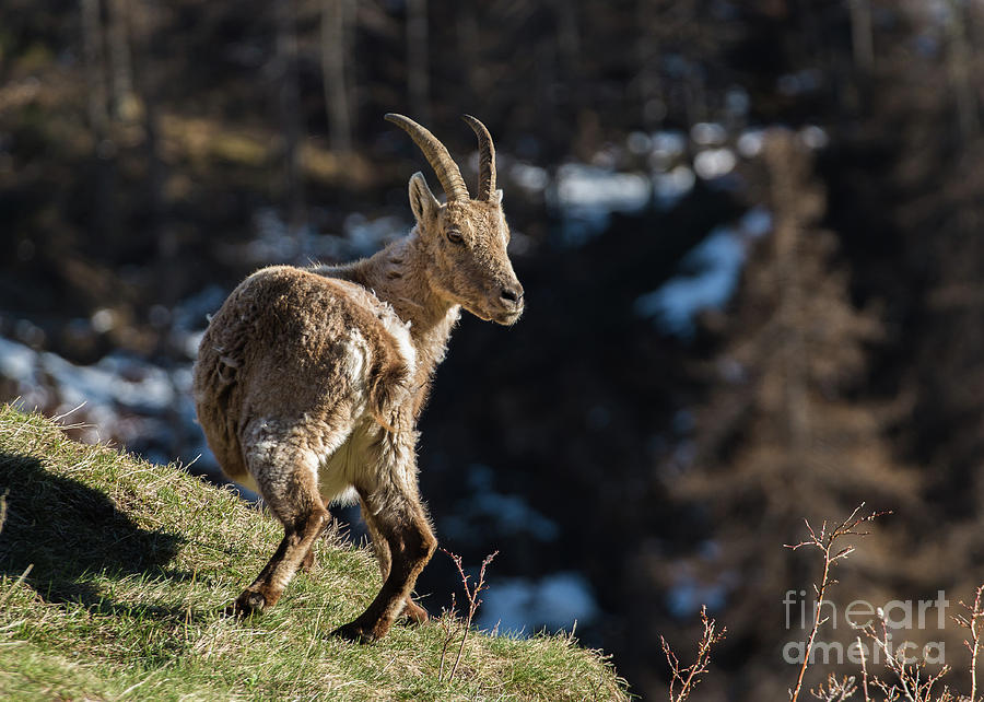 Ibex on the Mountains Photograph by Fabrizio Malisan - Fine Art America