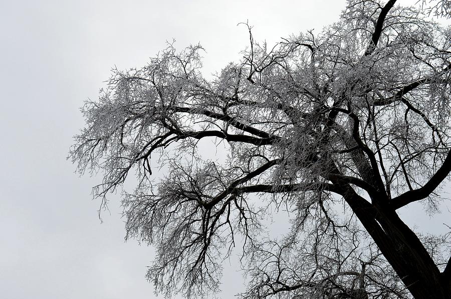 Ice Covered Branches  #1 Photograph by Lyle Crump