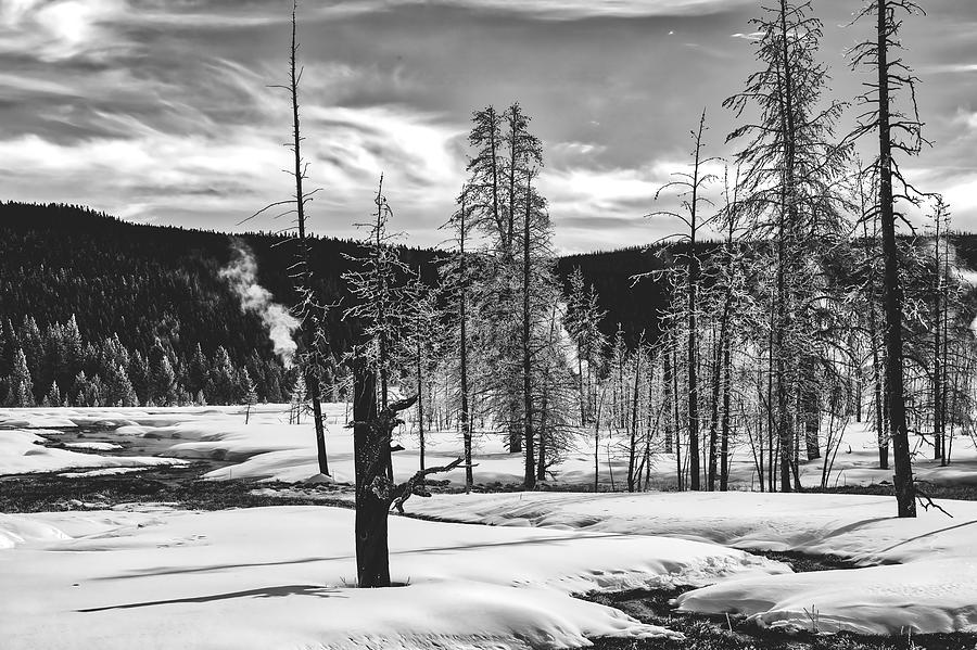 Ice Covered Trees In Yellowstone #1 Photograph by Mountain Dreams