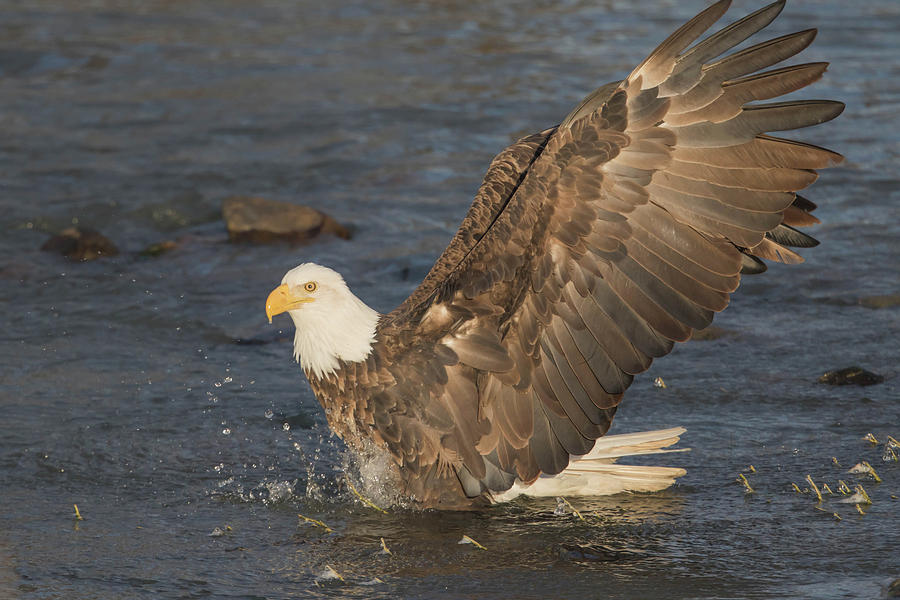 Eagle Photograph - Ice Fishing #1 by Rhoda Gerig
