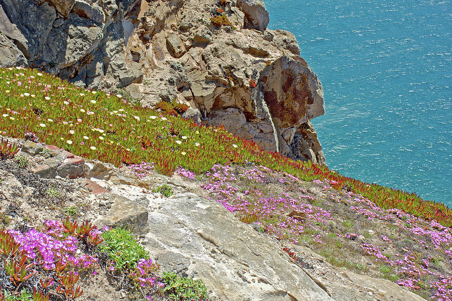  Ice Plant and Sea Figs on the Rocks near Lighthouse in Point Reyes National Seashore, California  #1 Photograph by Ruth Hager
