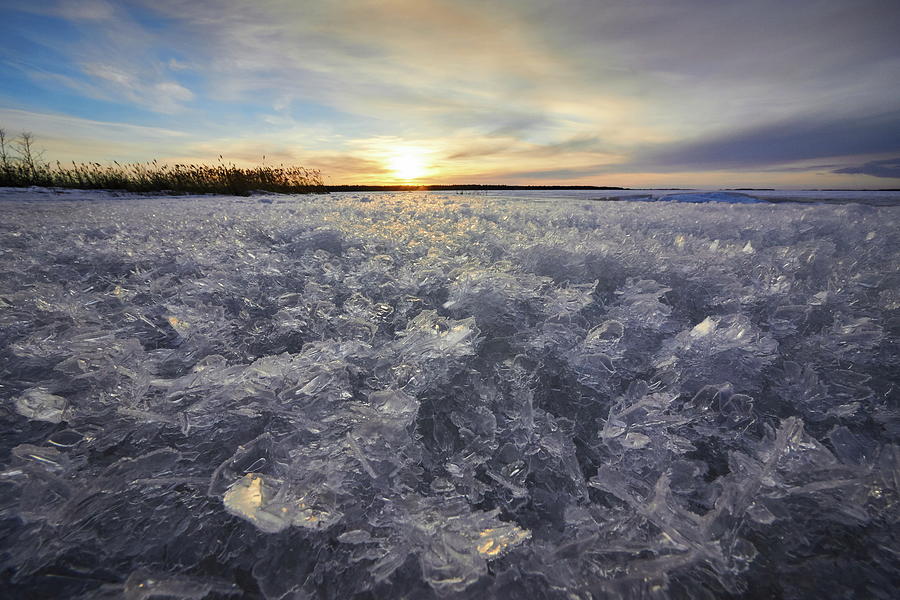 Ice Roses at Haukipudas Photograph by Jouko Lehto