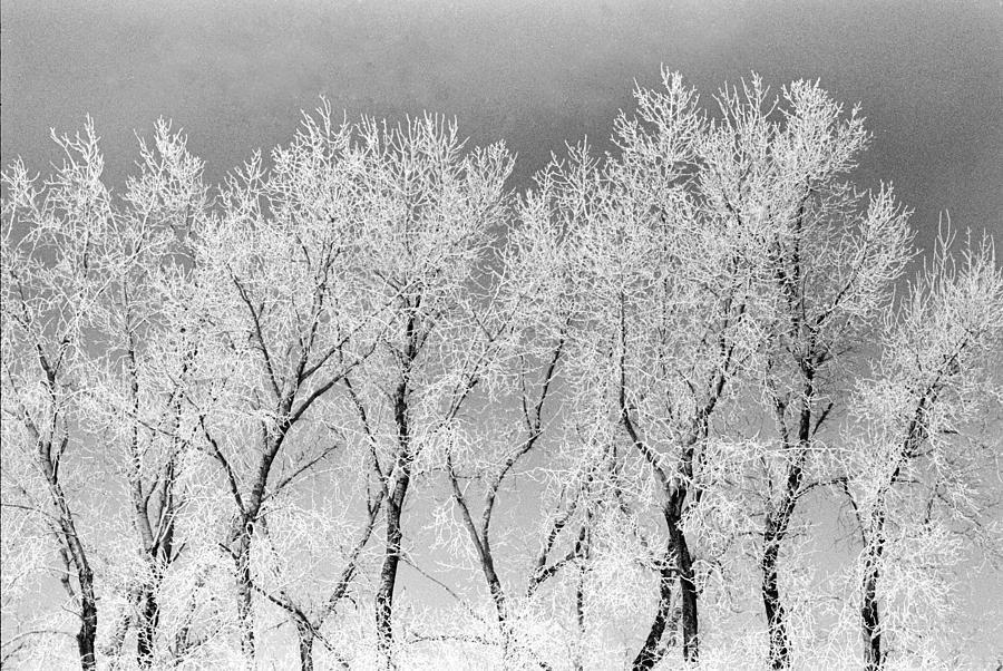 Ice Trees #1 Photograph by William Kimble