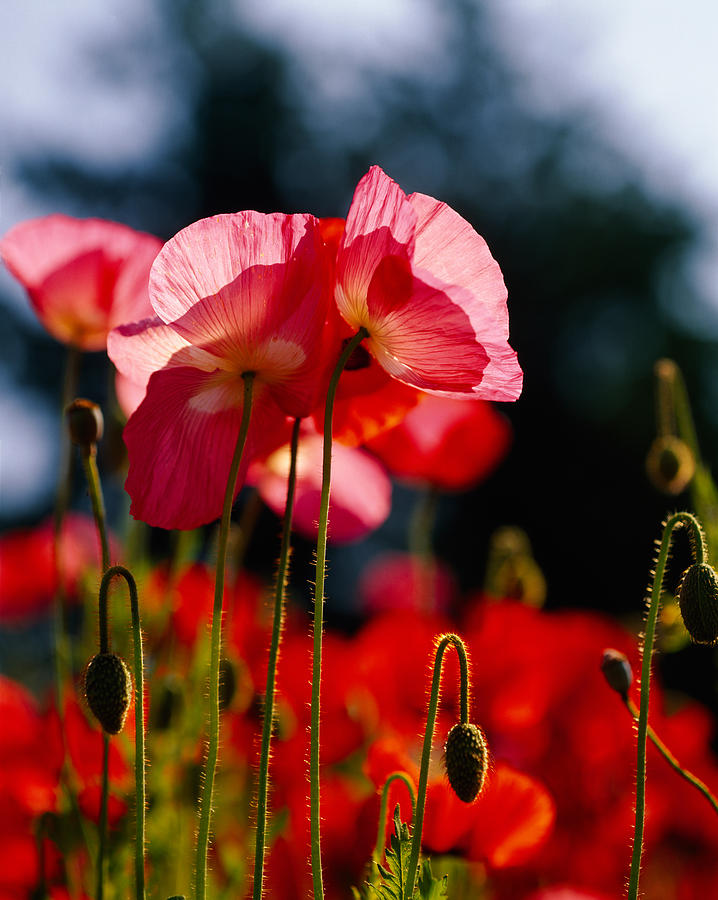 Poppy Photograph - Iceland Poppies Papaver Nudicaule #1 by Panoramic Images