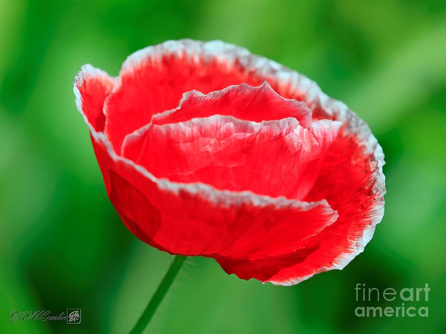 Iceland Poppy from the Garden Gnome Mix #5 Photograph by J McCombie