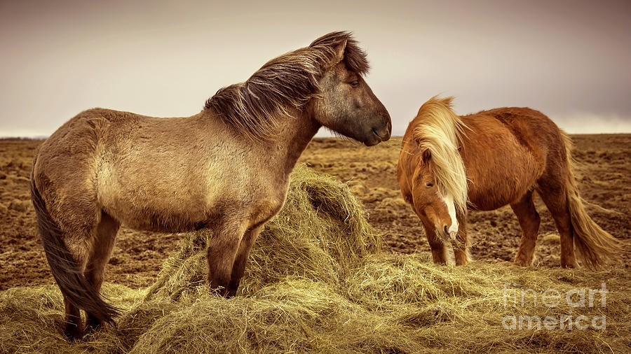 Icelandic Horses #1 Photograph by Svetlana Sewell