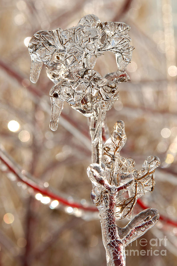 Icy Branches #1 Photograph by JT Lewis