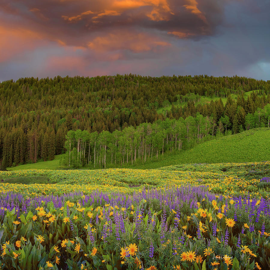 Idaho Spring #2 Photograph by Leland D Howard