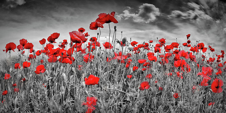 Idyllic Field of Poppies Panoramic colorkey Photograph by Melanie Viola ...