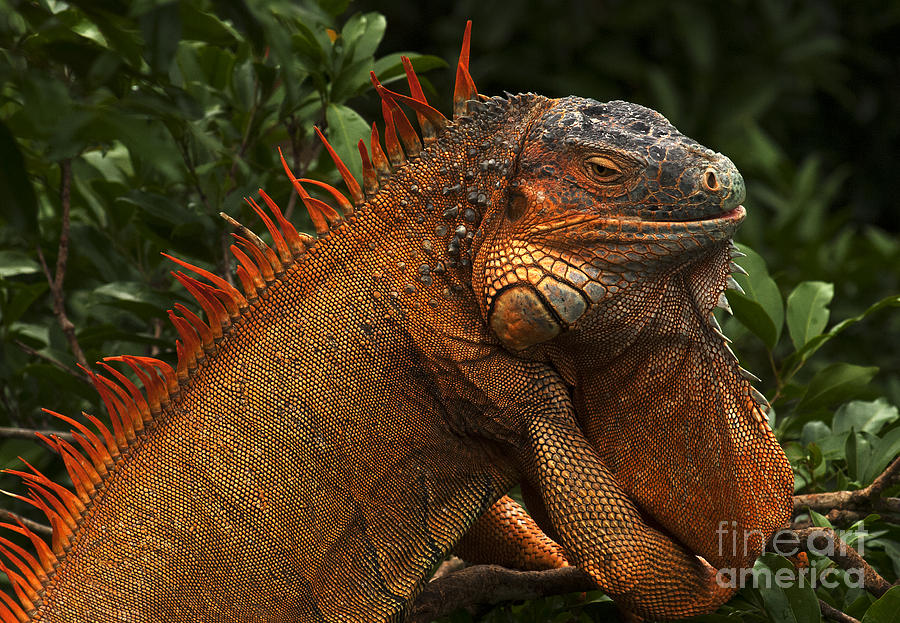 Iguana Costa Rica #1 Photograph by Bob Christopher