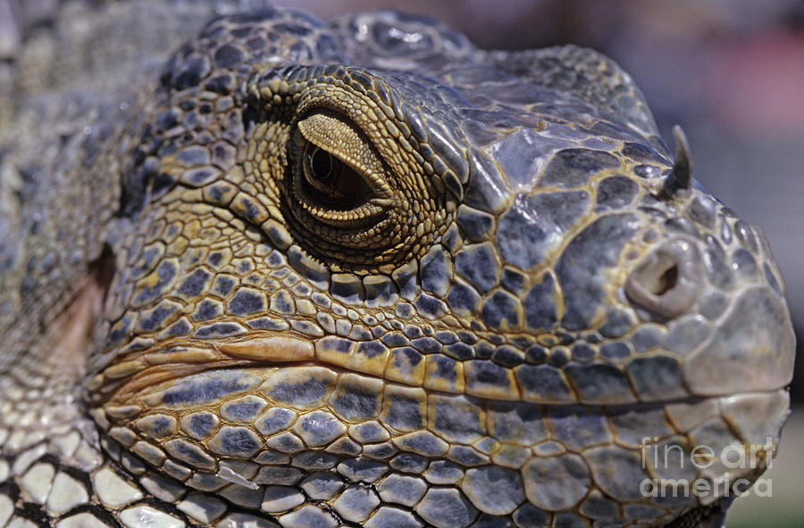 Iguana Lizard #1 Photograph by Jim Corwin