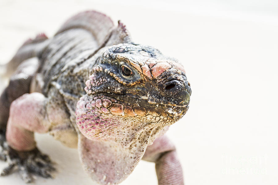 Iguana Photograph - Iguana On The Beach by Pier Giorgio Mariani Iguana Photograph - Iguana On The Beach by Pier Giorgio Mariani
