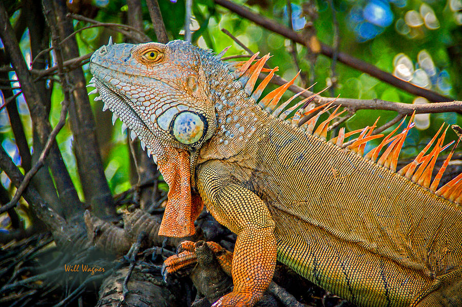 Iguana #1 Photograph by Will Wagner