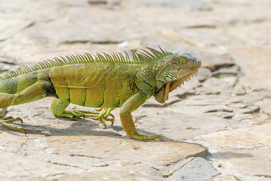 Iguanas at the Iguana park in downtown of Guayaquil, Ecuador. #1 Photograph by Marek Poplawski