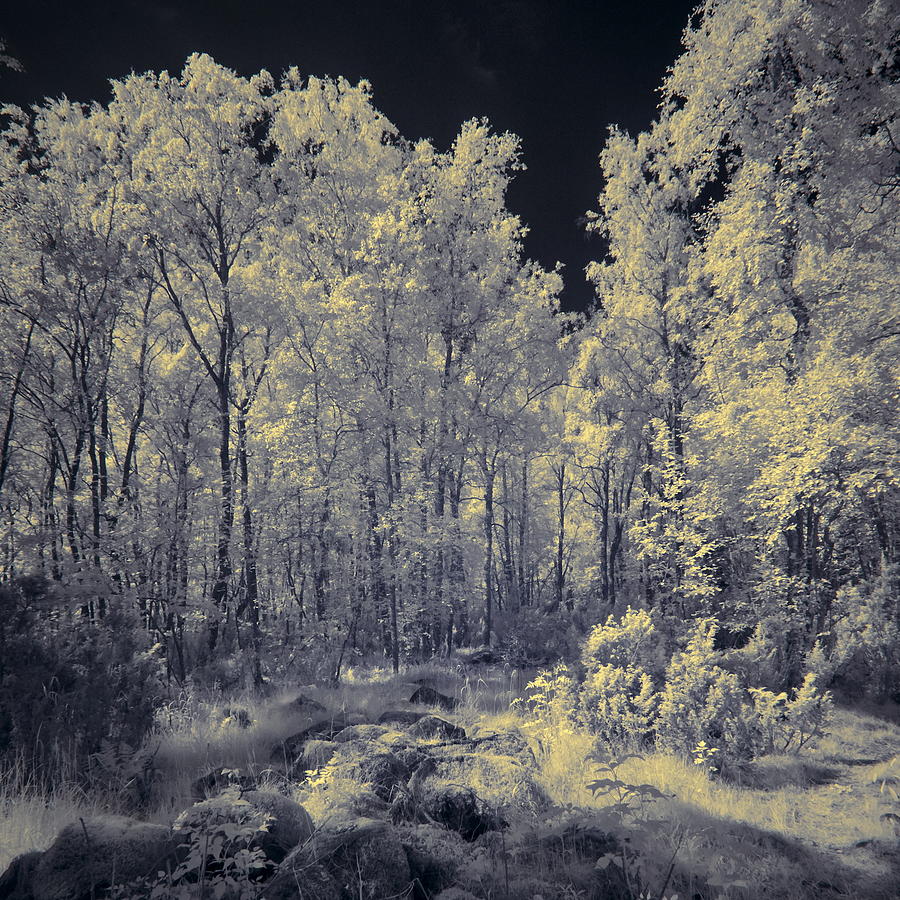 IIn Roytta infrared #1 Photograph by Jouko Lehto