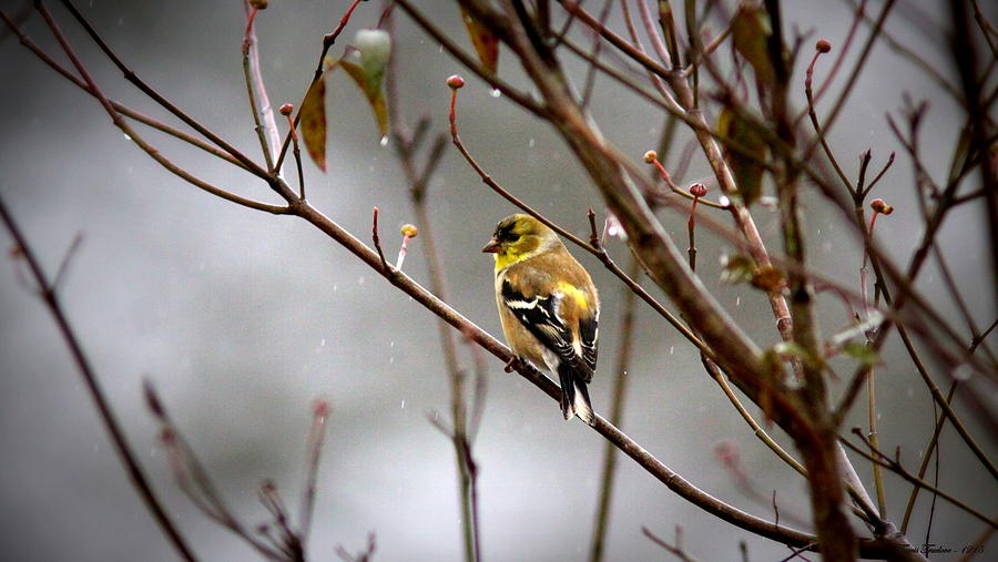 IMG_0001 - American Goldfinch #1 Photograph by Travis Truelove