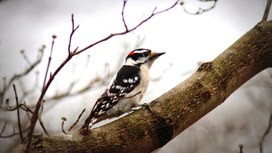 IMG_0001 - Downy Woodpecker #1 Photograph by Travis Truelove