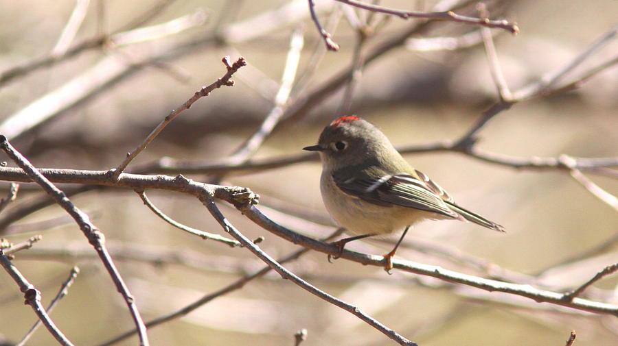 IMG_0001 - Ruby-crowned Kinglet #1 Photograph by Travis Truelove