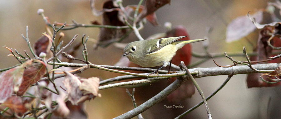 IMG_0025-003 - Ruby-crowned Kinglet #1 Photograph by Travis Truelove