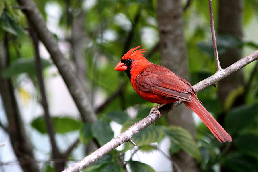IMG_0566 - Northern Cardinal #1 Photograph by Travis Truelove